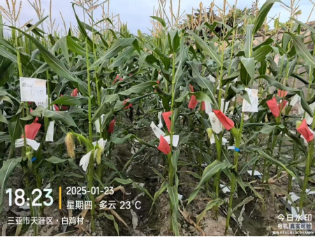 141739506301116132.png image.png